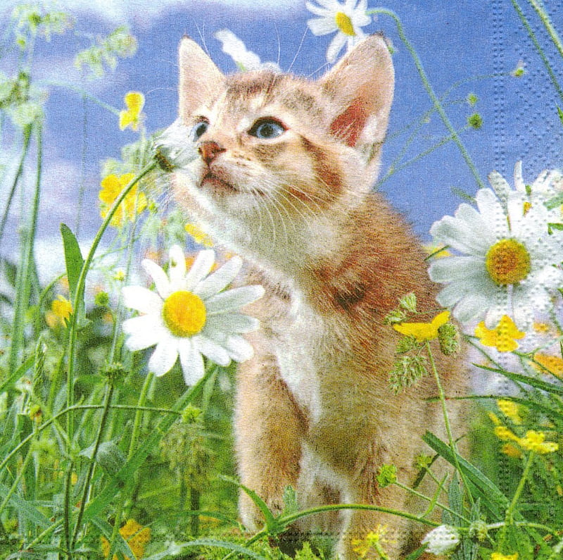 ღDoux chaton entre les marguerites ღ, smelling, lovely, orange, sweet, daisies, green, kitten, white, cats, field, animals, HD wallpaper