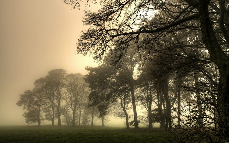 fog over trees at edge of field, trees, grass, field, fog, HD wallpaper