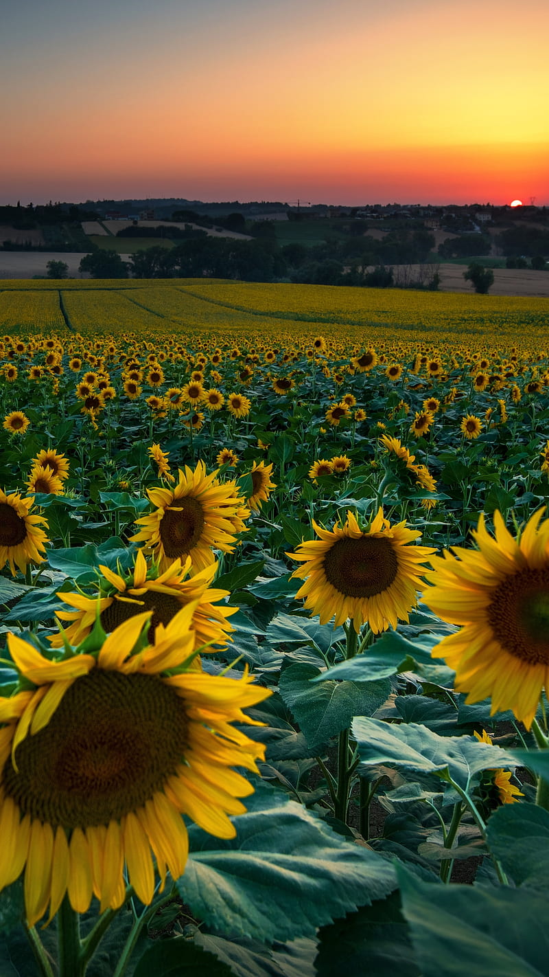 Sunflower , flower, yellow, field, sunrise, HD phone wallpaper