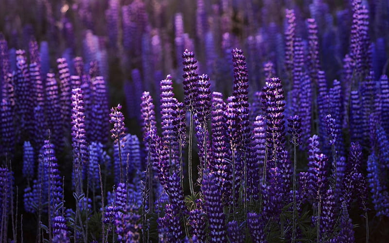 Lupines, purple wildflowers, evening, sunset, purple flowers, HD wallpaper