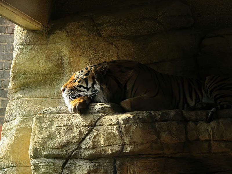 Tiger Sleeping Closed Eyes , tiger, animals, HD wallpaper