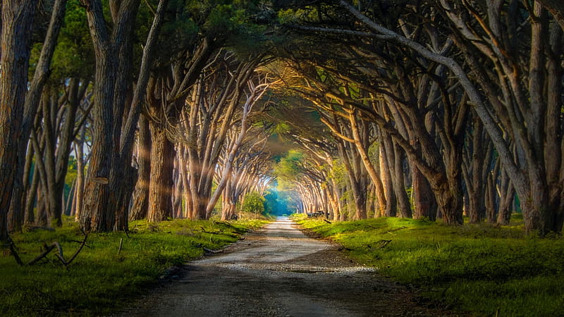 Hobbit Forest, grass, bonito, tunnel, natural arch, trees, street, HD wallpaper