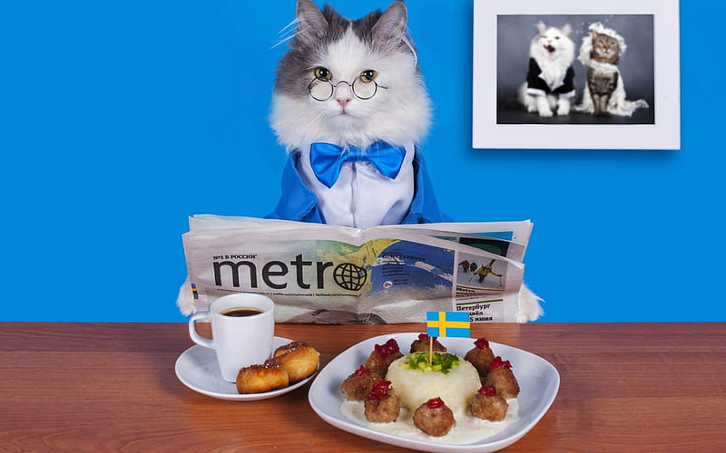 A perfect morning!, meal, news paper, food, glasses, breakfast, bow, cat, animal, coffee, funny, blue, HD wallpaper