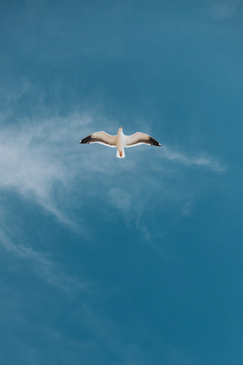 seagull, bird, sky, flight, wings, HD phone wallpaper