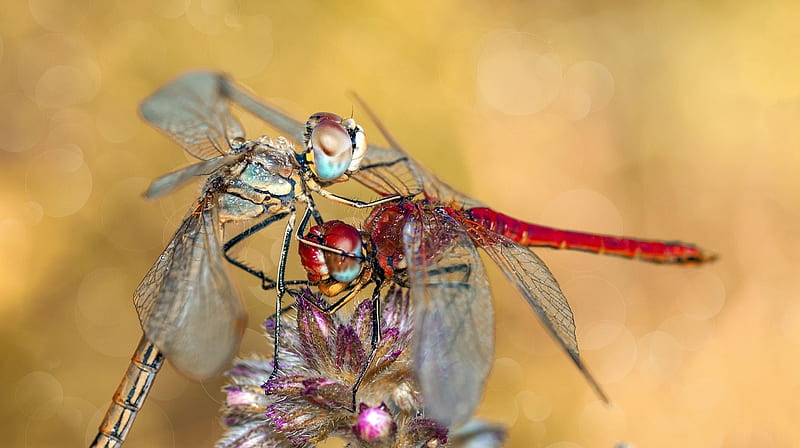 Smackdown, mustafa ozturk, libelula, red, flower, dragonfly, insect, couple, HD wallpaper