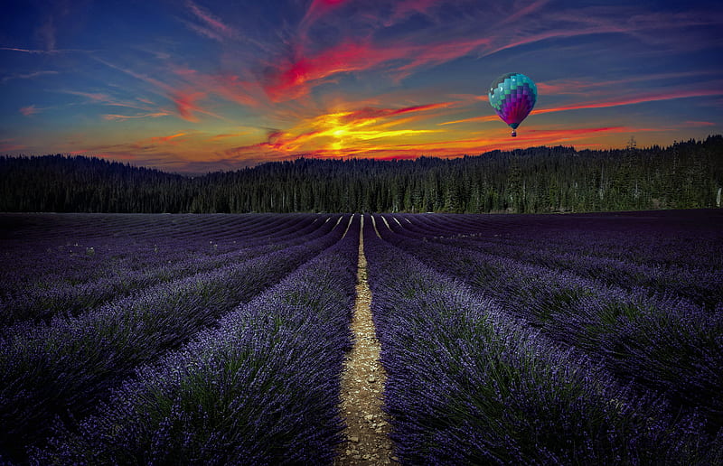 Sunset on the lavander, forest, balloon, flowers, lavender, trees, field, Sunset, landscape, HD wallpaper