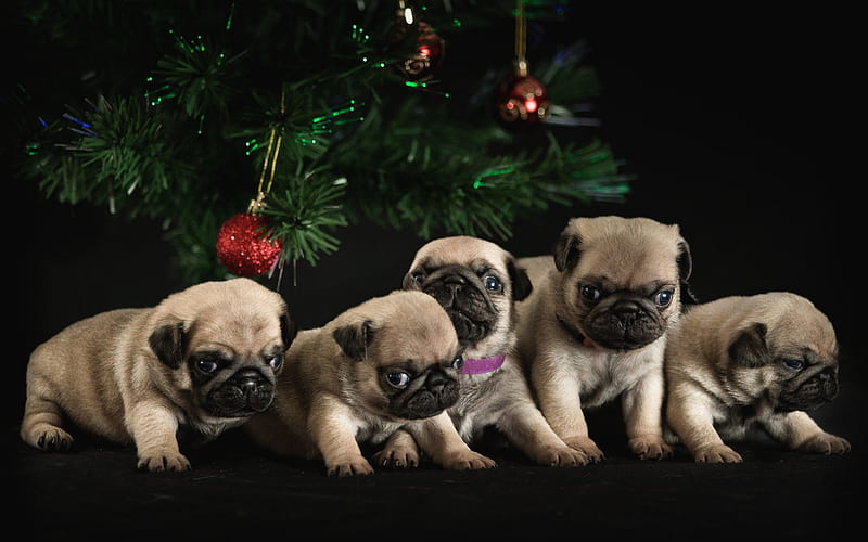 pugs, little puppies, family, New Year, Christmas, tree, small dogs, pets, cute puppies, pug, dogs, HD wallpaper