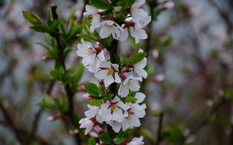tree blossom-Like beautiful flowers, HD wallpaper