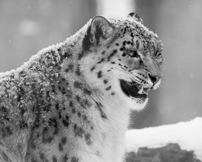 snow leopard, animals, big cats, snow leopards, HD wallpaper
