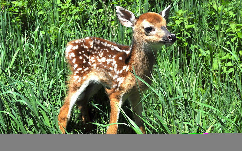 Cute Fawn, fawn, doe, buck, wildlife, nature, deer, HD wallpaper