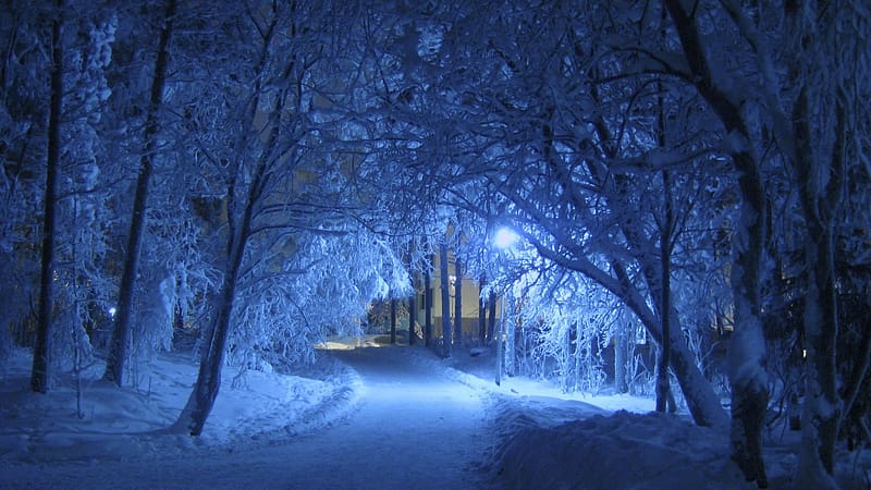 Snow covered pathway between trees during nighttime, road, snow, ice, forest, kights, HD wallpaper