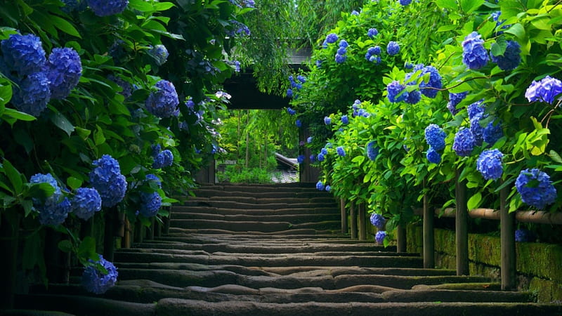 dualite, Cher, Tranquility, Stairs, Flowers, HD wallpaper