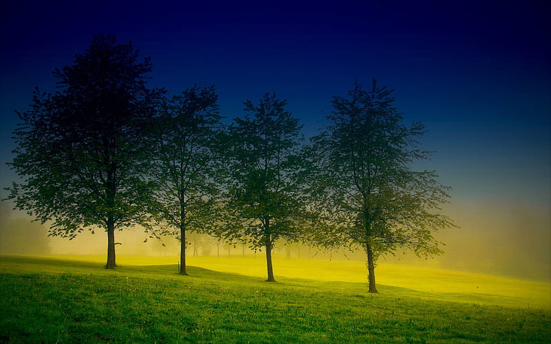 Dawning... sun, grass, background, firs, fog, afternoon, sundown, nice, multicolor paisage, sunbeam, dawn, smoky, bonito, leaves, green, colors of brazil, fields, smoke, scenery, blue, night, horizon, paisagem, nature branches, pc, scene, foggy, yellow, clouds, scenario, evening, sunrise, morning, , paysage, trees, pines, sky, panorama, cool, brazil, awesome, computer, sunshine, hop, landscape, colorful, sunny, trunks graphy, grasslands, sunsets, amazing view, colors, dawning, leaf, plants, colours, HD wallpaper