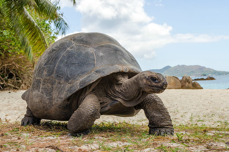 Land Tortoise at the Beach, beach, nature, tortoise, animals, HD wallpaper