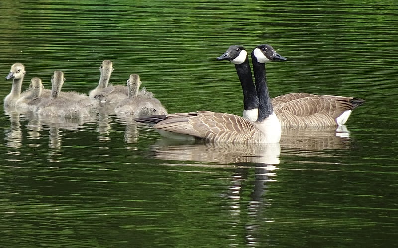 Canada Geese Family, birds, geese, water, Canada, HD wallpaper