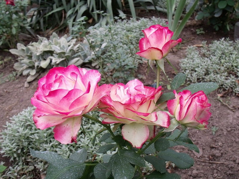 JUBILEE PRINCE OF MONACO, flowers, gardens, roses, blooms, pink, HD wallpaper