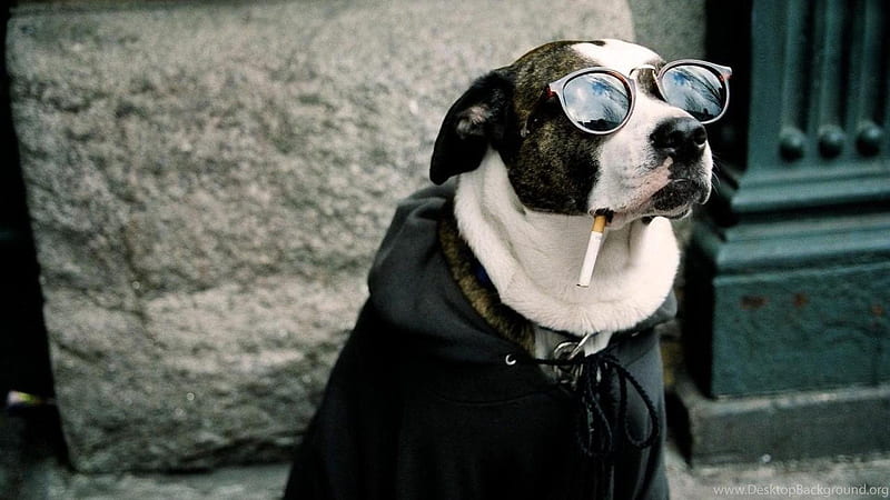 HD   Funny Dog Face With Glasses Cigarette Black Dress Funny Dog 