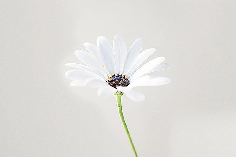 an above view of the petals on a white flower with a dark background,  _white rose, Xiaomi Redmi Note 6 Pro, 1080x2280 HD Phone Wallpaper | Rare  Gallery