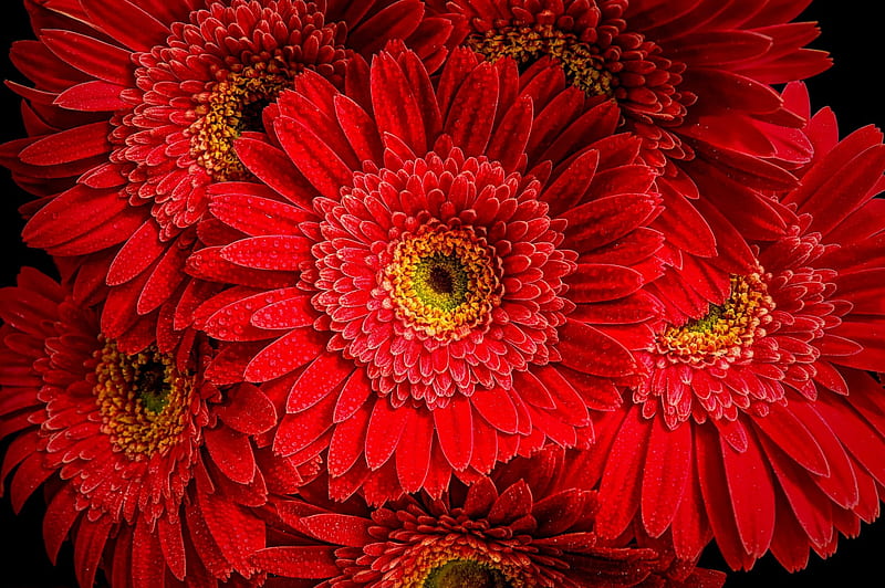 Floral background, red, pretty, wet, background, gerbera, flowers, floral, HD wallpaper