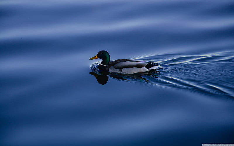 Mallard Duck, ducks, swimming, HD wallpaper