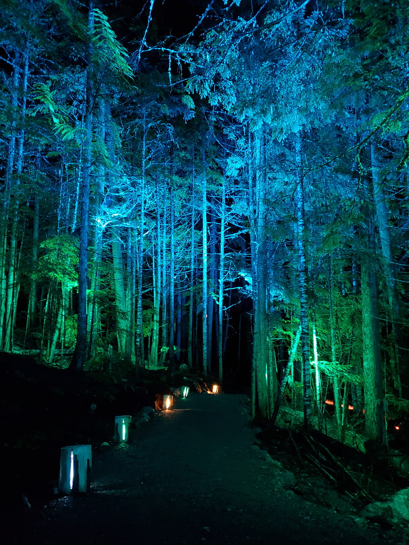 Enchanted Forest, magical night, moon, night lights, theme, whistler, HD phone wallpaper