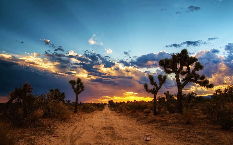 Sunset, Sky, Desert, Road, Tree, , Cactus, Mojave Desert, HD wallpaper