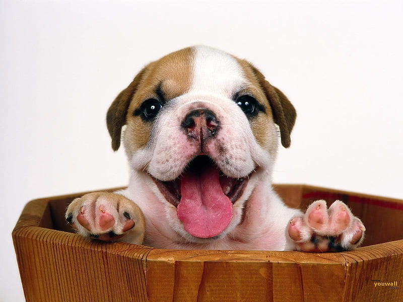 Happy Puppy, planter, basket, happy, animals, dogs, puppy, dog, bulldog, HD wallpaper