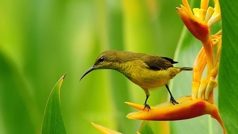 Yellow Black Long Sharp Beak Bird Is Standing On Flower Petal In Green Blur Background Birds, HD wallpaper