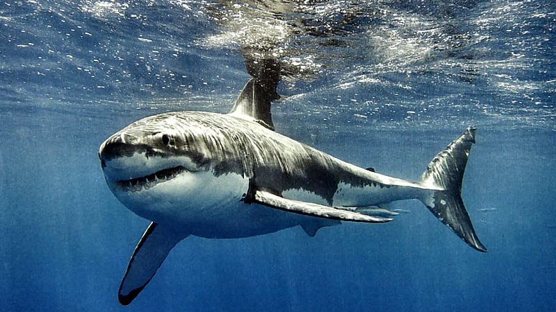 Great White Shark 2, shark, graphy, great white, wide screen, nature, seascape, bonito, HD wallpaper