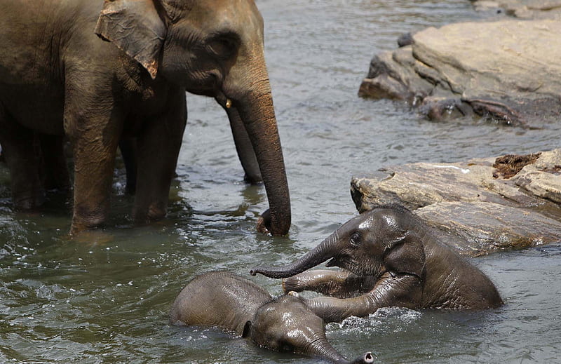 Mum and babies, Elephants, Pinnawala elephant orphanage, Sri Lanka, Bathing, HD wallpaper