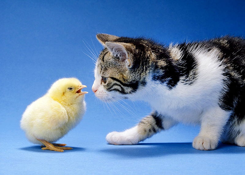 Chick And Kitten, Chick, Cats, Babies, Kitten, Animals, Birds, HD wallpaper