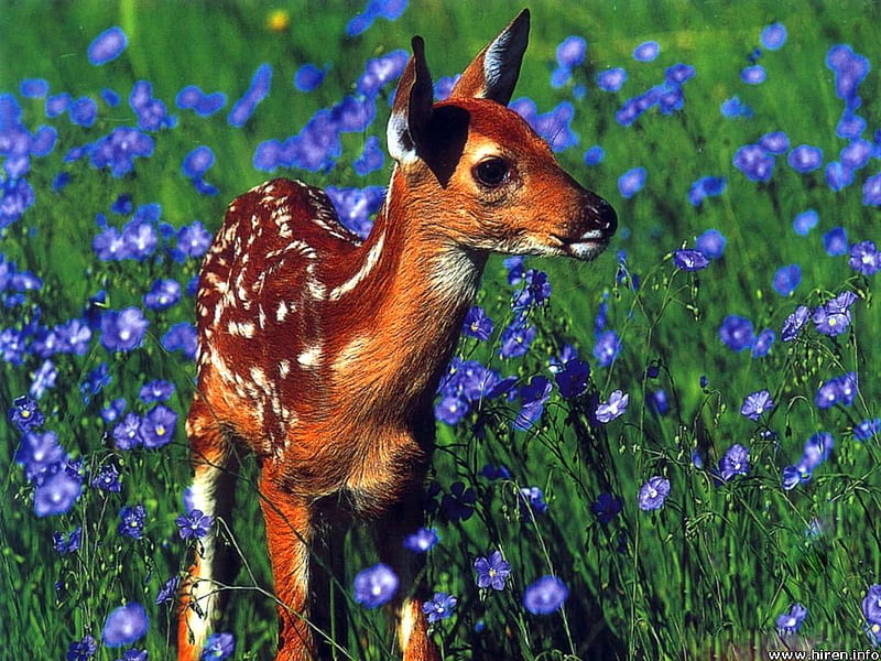 Little Fawn, spotted fawn, blue flowers, field, deer, HD wallpaper