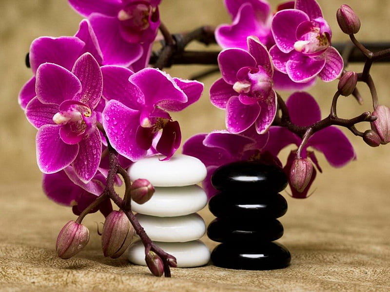 Spa orchids and stones, pretty, bonito, still life, nice, orchids, stones, sprig, arrangement, flowers, lovely, relax, black, buds, purple, spa, white, branches, HD wallpaper