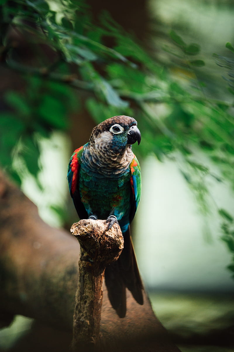 parrot, bird, colorful, branch, HD phone wallpaper