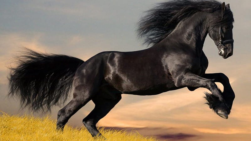 The Black Stallion, stallion, pretty, black, horse, HD wallpaper