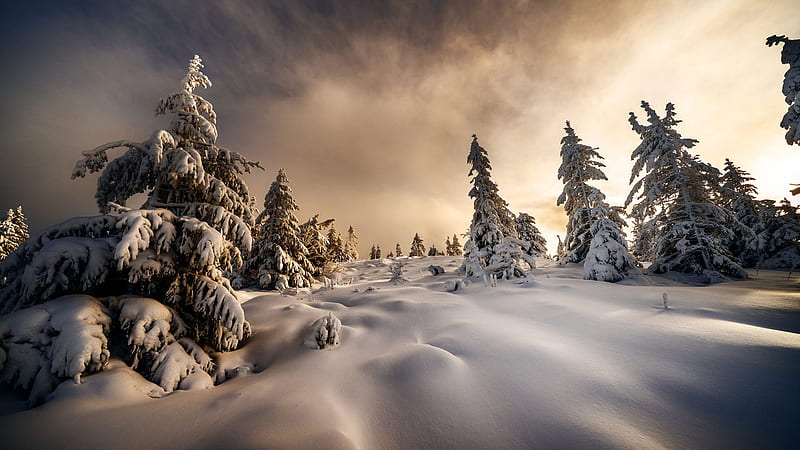 Landscape Nature Snow Covered Trees With Snow Field Winter, HD wallpaper
