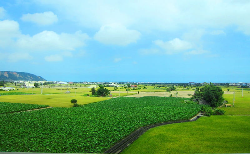 Rural scenery, rural, sky, paddy fields, scenery, HD wallpaper