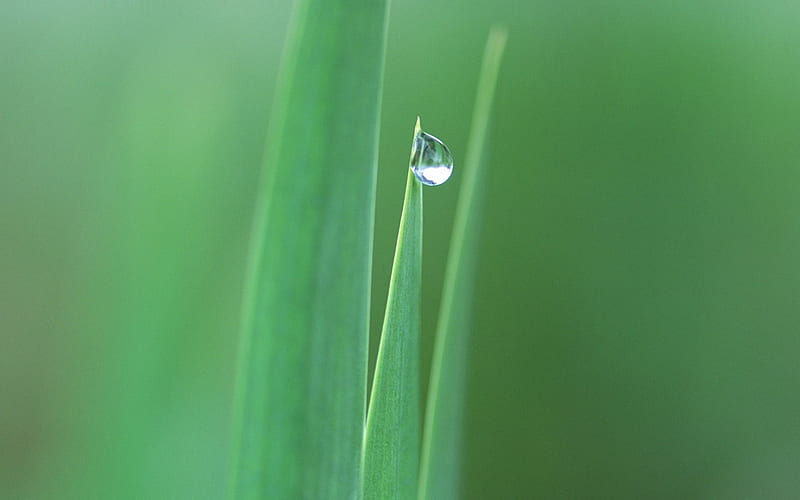 12 -Dewdrop on tip of grass blades-Dewdrop on Grass, HD wallpaper