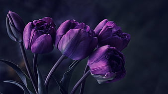 Closed Dark Purple Flowers In Blur Background Dark Purple, HD wallpaper