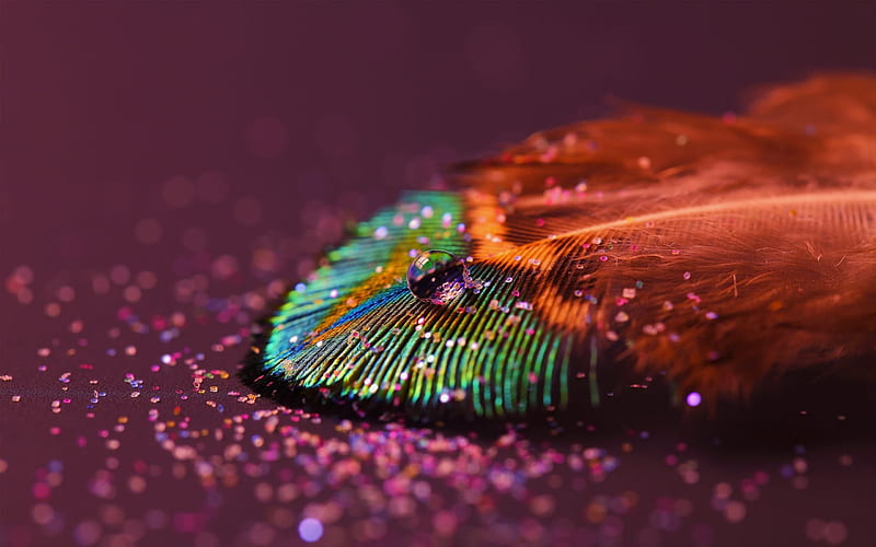 Rainbow feather, red, colorful, sprinkles, glitter, peacock, dew, bonito, rainbow, dew drop, gold, water, green, feather, fur, HD wallpaper