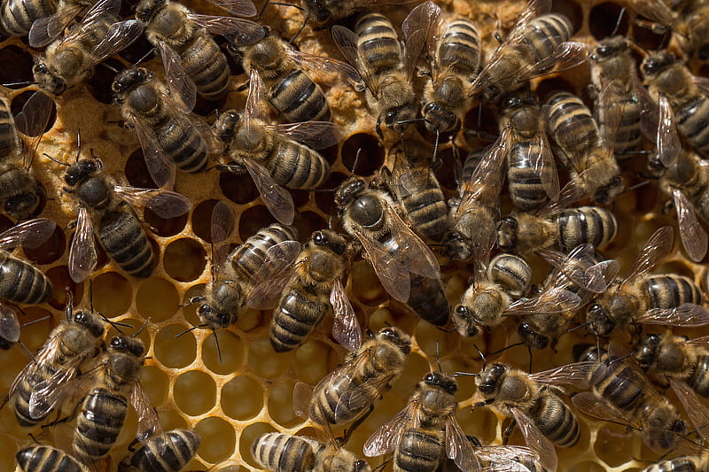 bee king, been, bees, bees king, honey, honeybeen, honeybees, honeycomb, insect, insects, HD wallpaper