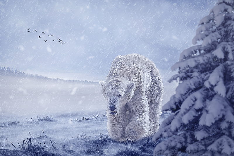 Bears, Polar Bear, Snow, Wildlife, predator (Animal), HD wallpaper