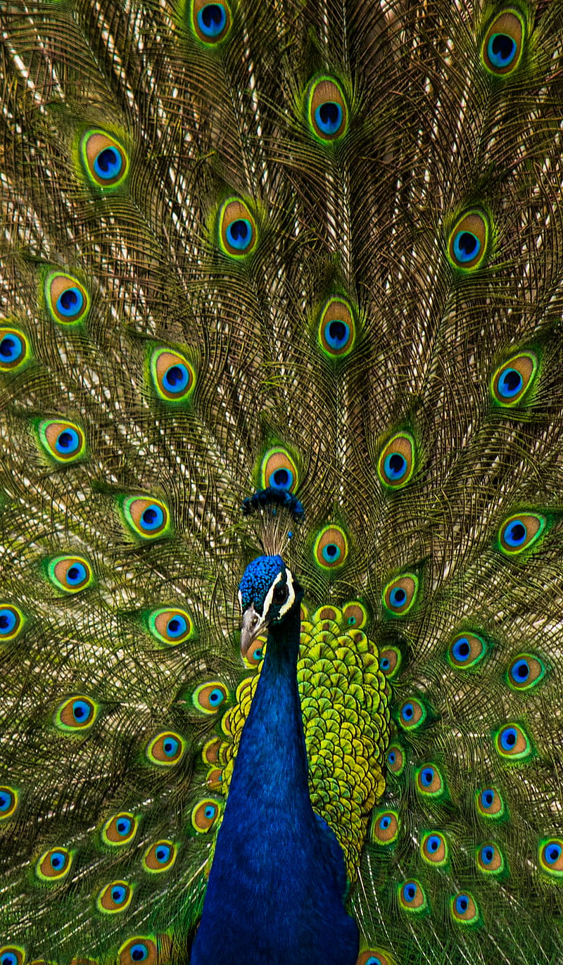 Peacock and Feathers, HI, animal, bird, blue, color, feather, green, HD  phone wallpaper | Peakpx