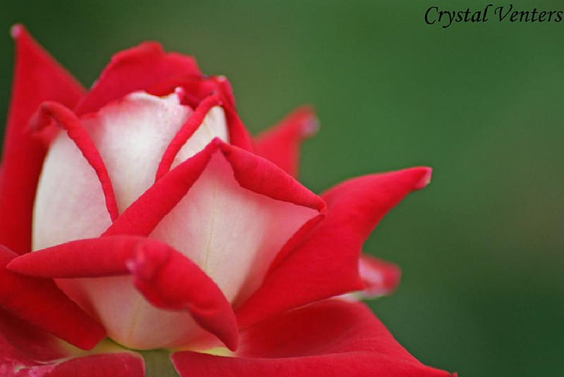 Candy cane rose bud, lovely, rose, soft, buds, delicate, nice, plants