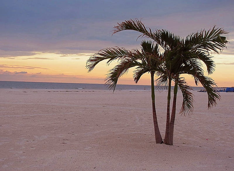 Sunset In Clearwater Florida Beach Palmtrees Sunset Clearwater Hd