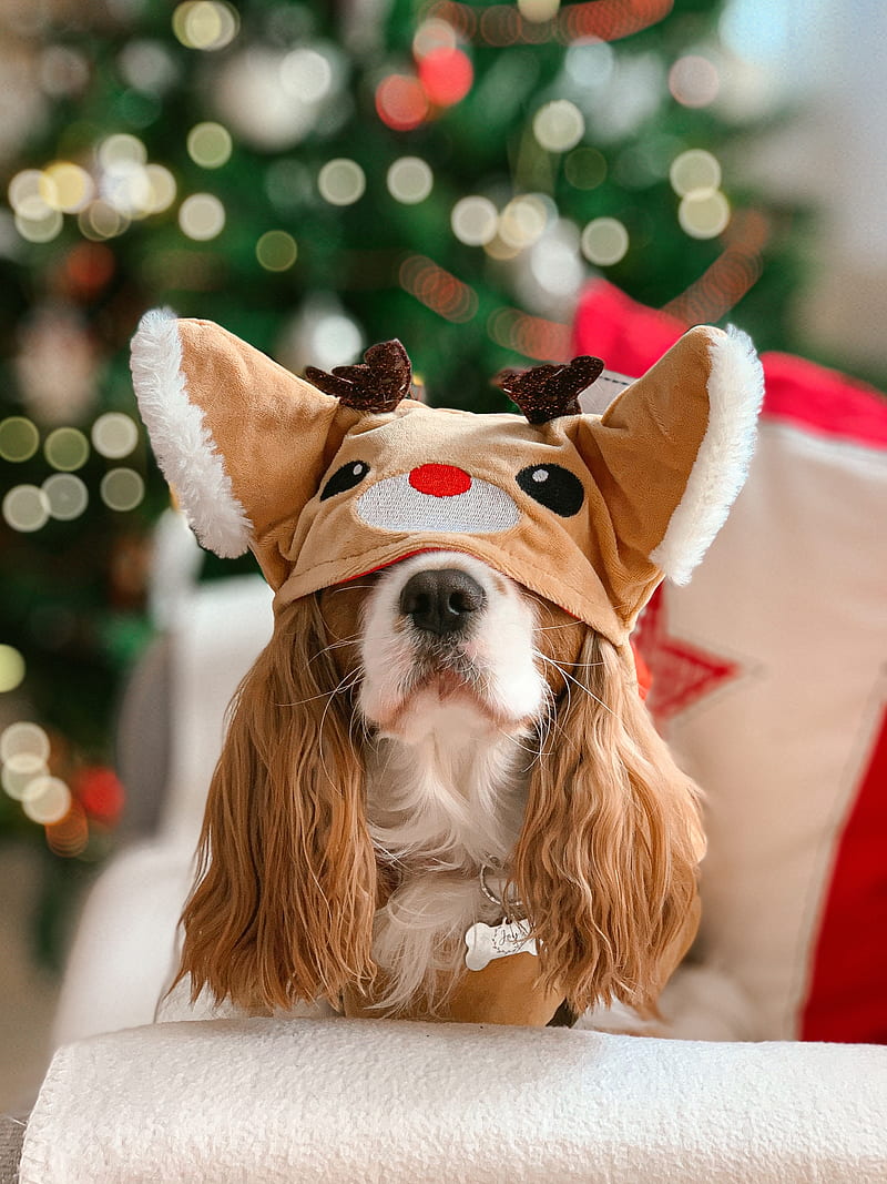 brown and white long coated dog wearing red and white polka dot santa hat, HD phone wallpaper
