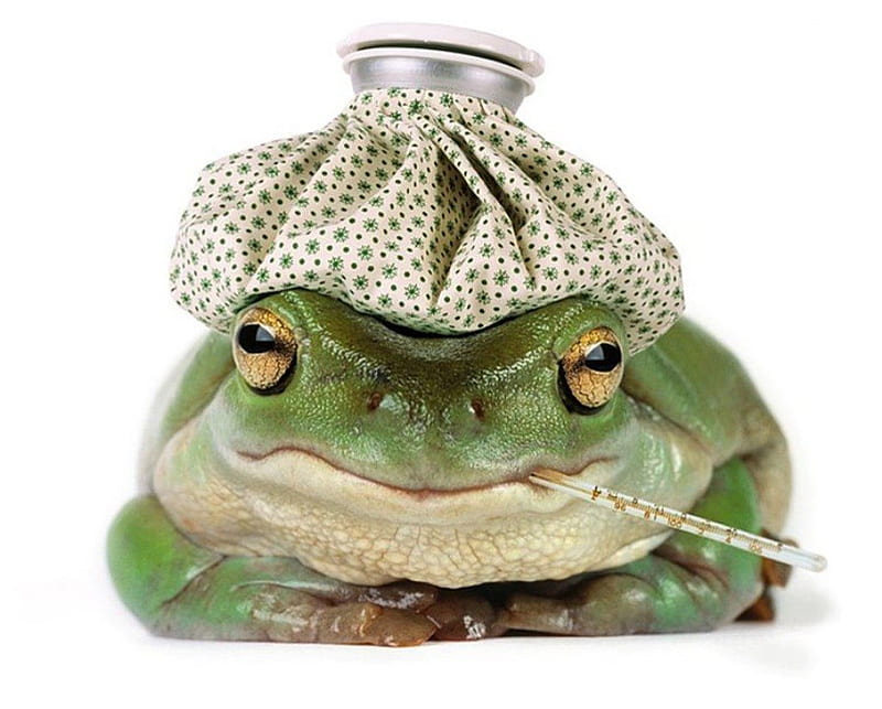 i have a headache, frog, art, ice pack, HD wallpaper