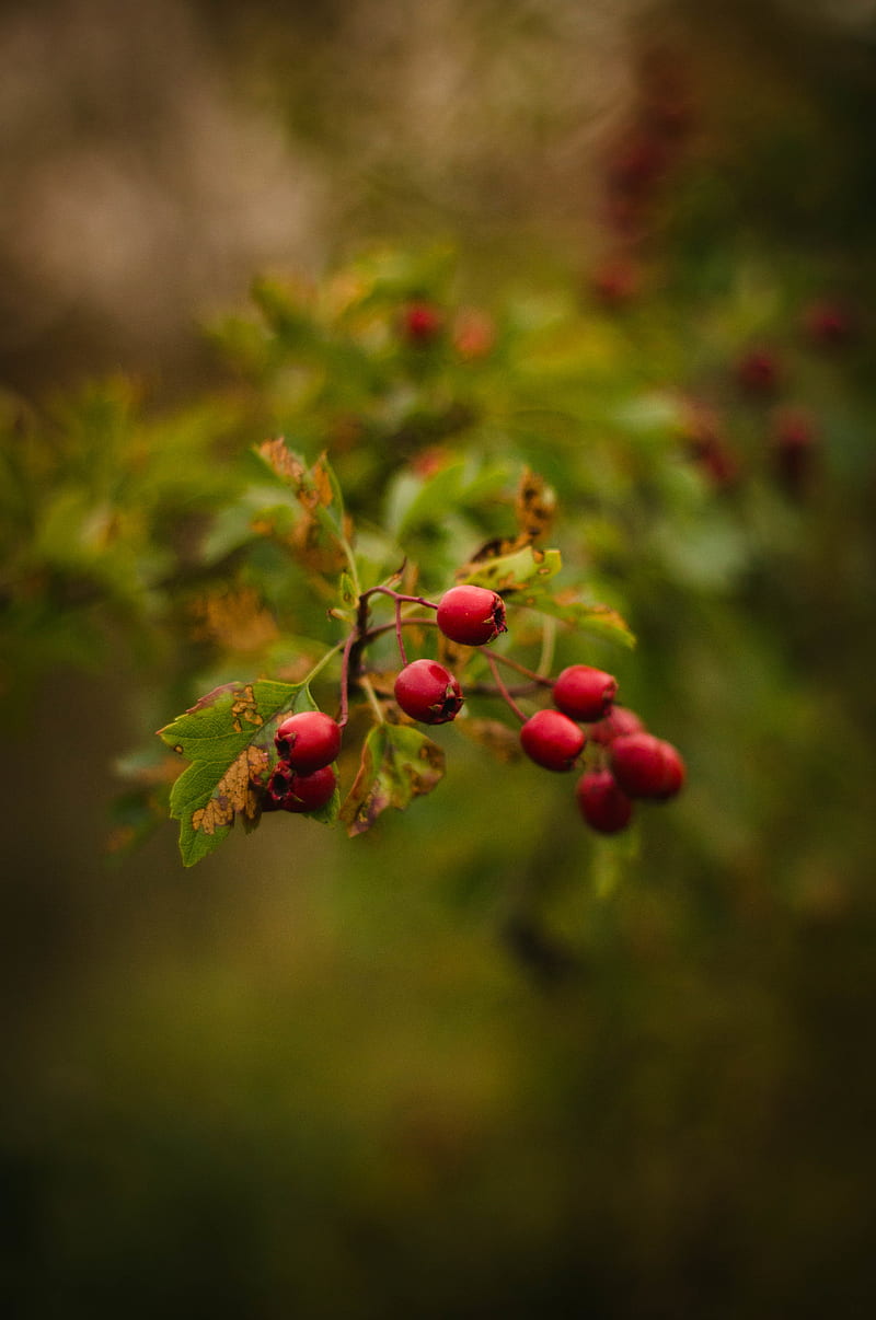 berries, red, macro, branch, plant, HD phone wallpaper