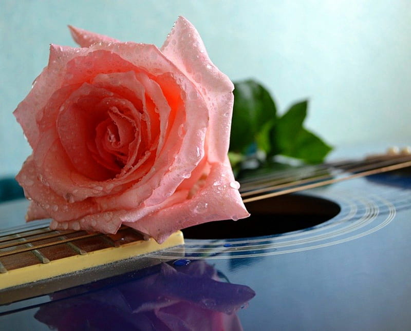 Romantic guitar song, rose, bonito, drops, still life, graphy, love, beauty, pink, romantic, romance, dew, soft, abstract, song, guitar, smell, flower, nature, petals, HD wallpaper