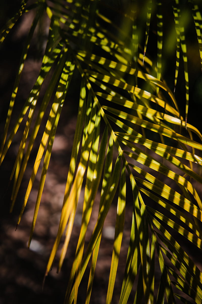 palm, leaf, branch, shadows, HD phone wallpaper